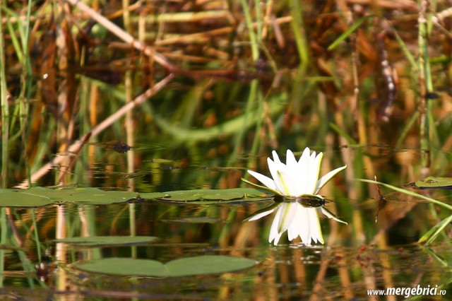 Nufar Delta Dunarii