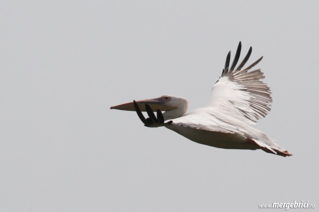 Pelican in Delta Dunarii