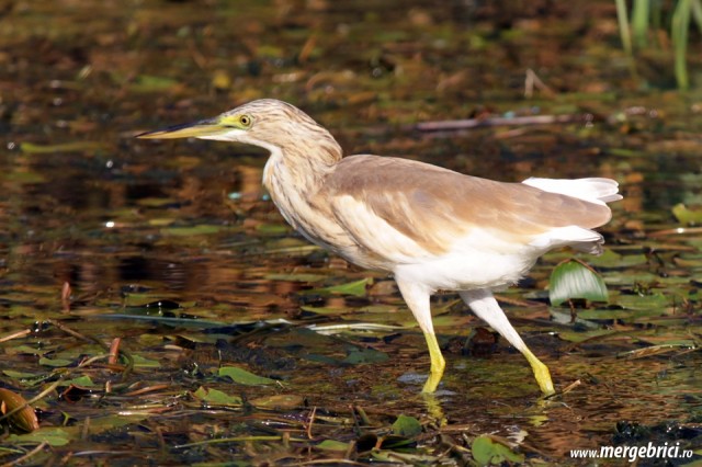 Starc femela in Delta Dunarii